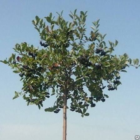 Смородина на штамбе крупноплодная (Ribes nigrum/Ribes rubrum) 3 л кувшин Черный 958 фото