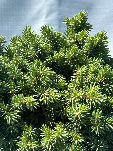 Ель &laquo;Green Globe&raquo; на штамбе (Picea abies &lsquo;Green Globe&rsquo;) 140 см Ярко-зеленый 860 фото