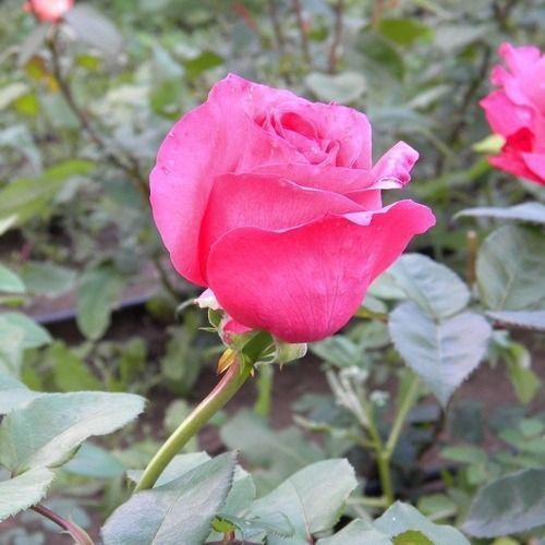 Троянда чайно-гібридна ''Висоцький'' ROSE 'VYSOTSKYY' висота 80-150 см Рожевий 389 фото