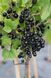 Смородина на штамбе крупноплодная (Ribes nigrum/Ribes rubrum) 3 л кувшин Черный 958 фото 1