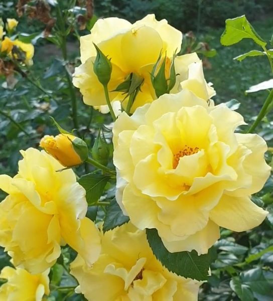 Троянда плетиста ''Римоза'' ROSE 'RIMOSA' висота від 3 до 7 метрів Жовтий 439 фото