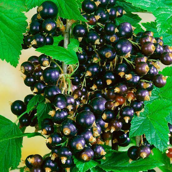 Смородина на штамбе крупноплодная (Ribes nigrum/Ribes rubrum) 3 л кувшин Черный 958 фото