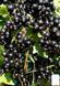 Смородина на штамбе крупноплодная (Ribes nigrum/Ribes rubrum) 3 л кувшин Черный 958 фото 5
