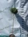 Ель &laquo;Green Globe&raquo; на штамбе (Picea abies &lsquo;Green Globe&rsquo;) 140 см Ярко-зеленый 860 фото 6