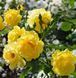 Троянда плетиста ''Римоза'' ROSE 'RIMOSA' висота від 3 до 7 метрів Жовтий 439 фото 3
