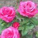 Троянда чайно-гібридна ''Висоцький'' ROSE 'VYSOTSKYY' висота 80-150 см Рожевий 389 фото 3