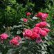 Троянда чайно-гібридна ''Висоцький'' ROSE 'VYSOTSKYY' висота 80-150 см Рожевий 389 фото 4
