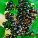 Смородина на штамбе крупноплодная (Ribes nigrum/Ribes rubrum) 3 л кувшин Черный 958 фото 3