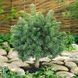 Ель &laquo;Green Globe&raquo; на штамбе (Picea abies &lsquo;Green Globe&rsquo;) 140 см Ярко-зеленый 860 фото 5