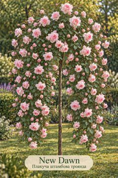 Троянда &laquo;Нью Даун&raquo; ROSE 'NEW DAWN' на штамбі висота 140-160 см Ніжно-рожевий 1309 фото