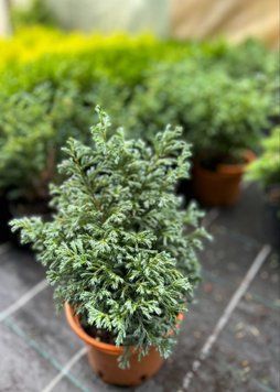 Кипарисовик горохоплодный 'Булевард' CHAMAECYPARIS PISIFERA "BOULEVARD", кувшин 2 л ЗКС, высота 25 см (ширина 15 см) Зеленый 198 фото