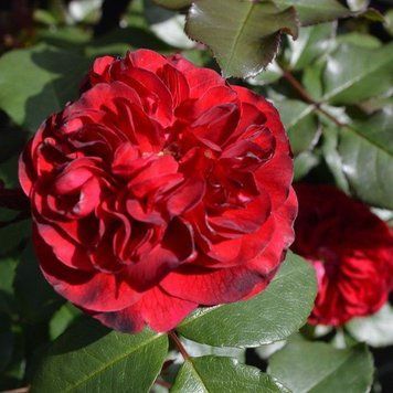 Роза плетистая ''Бельканто'' ROSE 'BELKANTO' высота от 3 до 7 метров Красный 440 фото