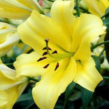 Лилия Yelloween (Lilium &lsquo;Yelloween&rsquo;) Ярко-желтая 811 фото