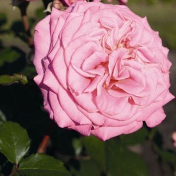 Роза чайно-гибридная ''Эшли'' ROSE 'ASHLEY' высота 80-150 см Розовый 340 фото