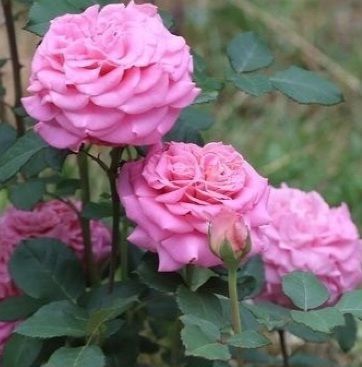 Роза чайно-гибридная ''Эшли'' ROSE 'ASHLEY' высота 80-150 см Розовый 340 фото