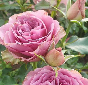 Троянда чайно-гібридна ''Мон Мартр'' ROSE 'MONTMARTRE' висота 80-150 см Бузковий 390 фото