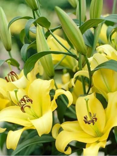 Лілія Yelloween (Lilium &lsquo;Yelloween&rsquo;) Яскраво-жовта  811 фото