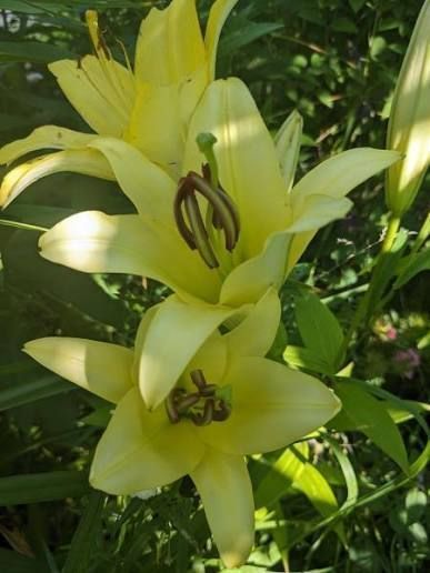 Лілія Yelloween (Lilium &lsquo;Yelloween&rsquo;) Яскраво-жовта  811 фото