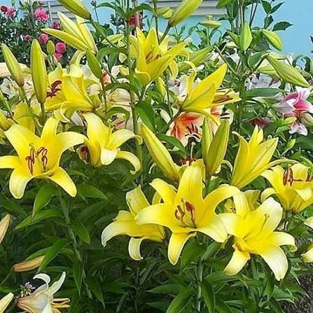 Лілія Yelloween (Lilium &lsquo;Yelloween&rsquo;) Яскраво-жовта  811 фото