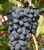 Виноград 'Надежда АЗОС' VITIS VINIFERA ''NADEZHDA AZOS'' возраст 2 года Синий 290 фото