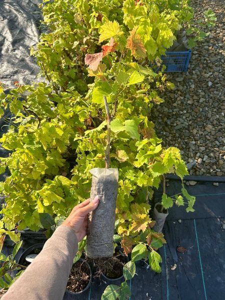 Виноград 'Надежда АЗОС' VITIS VINIFERA ''NADEZHDA AZOS'' возраст 2 года Синий 290 фото