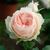 Роза флорибунда "Помпон Фловер Циркус" (ROSE 'POMPON FLOWER CIRCUS') 40-50 см Абрикосово-розовый 1159 фото