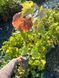 Виноград 'Надежда АЗОС' VITIS VINIFERA ''NADEZHDA AZOS'' возраст 2 года Синий 290 фото 4