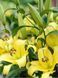 Лілія Yelloween (Lilium &lsquo;Yelloween&rsquo;) Яскраво-жовта  811 фото 2