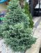 Кипарисовик горохоплідний 'Булевард' CHAMAECYPARIS PISIFERA "BOULEVARD", глечик 2 л ЗКС, висота 25 см (ширина 15 см) Зелений 198 фото 2