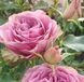 Троянда чайно-гібридна ''Мон Мартр'' ROSE 'MONTMARTRE' висота 80-150 см Бузковий 390 фото 2