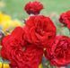 Троянда плетиста ''Бельканто'' ROSE 'BELKANTO' висота від 3 до 7 метрів Червоний 440 фото 3