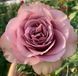 Троянда чайно-гібридна ''Мон Мартр'' ROSE 'MONTMARTRE' висота 80-150 см Бузковий 390 фото 1