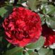 Троянда плетиста ''Бельканто'' ROSE 'BELKANTO' висота від 3 до 7 метрів Червоний 440 фото 1