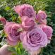 Троянда чайно-гібридна ''Мон Мартр'' ROSE 'MONTMARTRE' висота 80-150 см Бузковий 390 фото 3