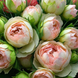 Роза флорибунда "Помпон Фловер Циркус" (ROSE 'POMPON FLOWER CIRCUS') 40-50 см Абрикосово-розовый 1159 фото 2