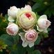 Роза флорибунда "Помпон Фловер Циркус" (ROSE 'POMPON FLOWER CIRCUS') 40-50 см Абрикосово-розовый 1159 фото 3