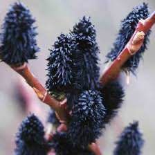 Верба чорна 'Меланостахіс' SALIX GRACILISTYLA "MELANOSTACHYS" на штамбі Пурпурно-чорний 885 фото