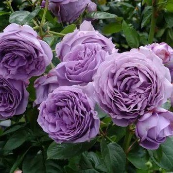Троянда чайно-гібридна 'Скай Блю'' ROSE 'SKY BLUE' висота 80-150 см Фіолетовий 1033 фото