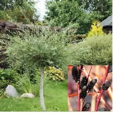 Верба чорна 'Меланостахіс' SALIX GRACILISTYLA "MELANOSTACHYS" на штамбі Пурпурно-чорний 885 фото
