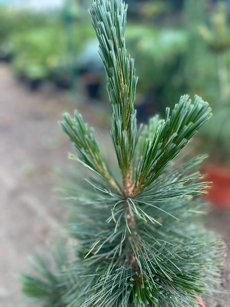 Сосна гибкая "Вандервульф Пирамид" (Pinus flexilis 'Vanderwolf's Pyramid') 50-100 см Голубовато-зеленая 1183 фото