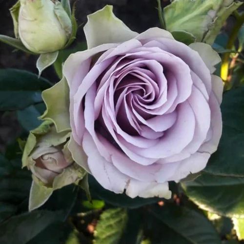 Троянда ''Луллабі'' ROSE 'LULLABY' на штамбі висота 140-160 см Бузковий 314 фото