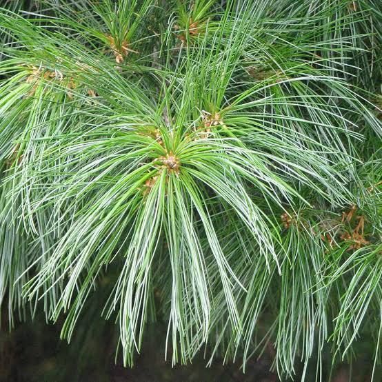 Сосна ''Арманда'' PINUS 'ARMANDII' 3 года, высота 80 см, Голубовато-зеленый 835 фото