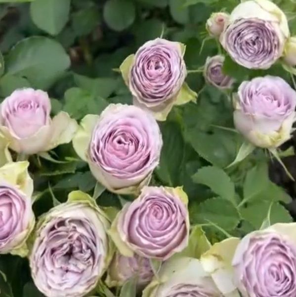 Троянда ''Луллабі'' ROSE 'LULLABY' на штамбі висота 140-160 см Бузковий 314 фото