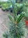 Сосна гибкая "Вандервульф Пирамид" (Pinus flexilis 'Vanderwolf's Pyramid') 50-100 см Голубовато-зеленая 1183 фото 3