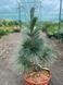 Сосна гибкая "Вандервульф Пирамид" (Pinus flexilis 'Vanderwolf's Pyramid') 50-100 см Голубовато-зеленая 1183 фото 2
