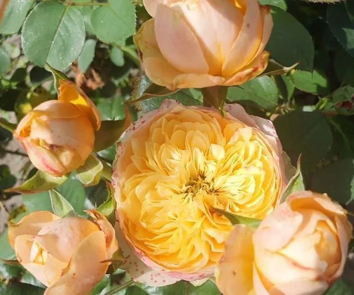 Троянда чайно-гібридна ''Голд Вувузела'' ROSE 'GOLD VUVUZELA' висота 80-150 см Персиковий 414 фото