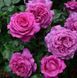 Роза чайно-гибридная 'Саманта' ROSE 'SAMANTHA' высота 80-150 см Лилово-розовый 364 фото 2