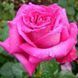 Роза чайно-гибридная 'Саманта' ROSE 'SAMANTHA' высота 80-150 см Лилово-розовый 364 фото 1
