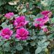 Роза чайно-гибридная 'Саманта' ROSE 'SAMANTHA' высота 80-150 см Лилово-розовый 364 фото 3
