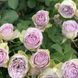 Троянда ''Луллабі'' ROSE 'LULLABY' на штамбі висота 140-160 см Бузковий 314 фото 2